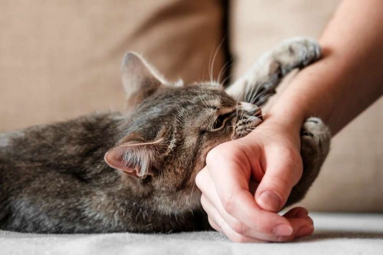 Заходи профілактики та захисту від сказу